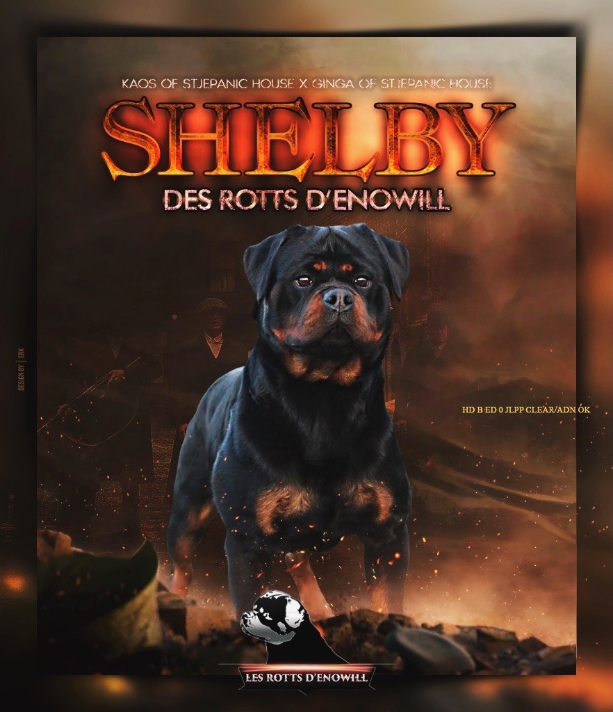 Shelby Des Rotts D'enowill
