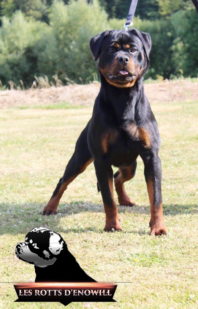 Shelby Des Rotts D'enowill
