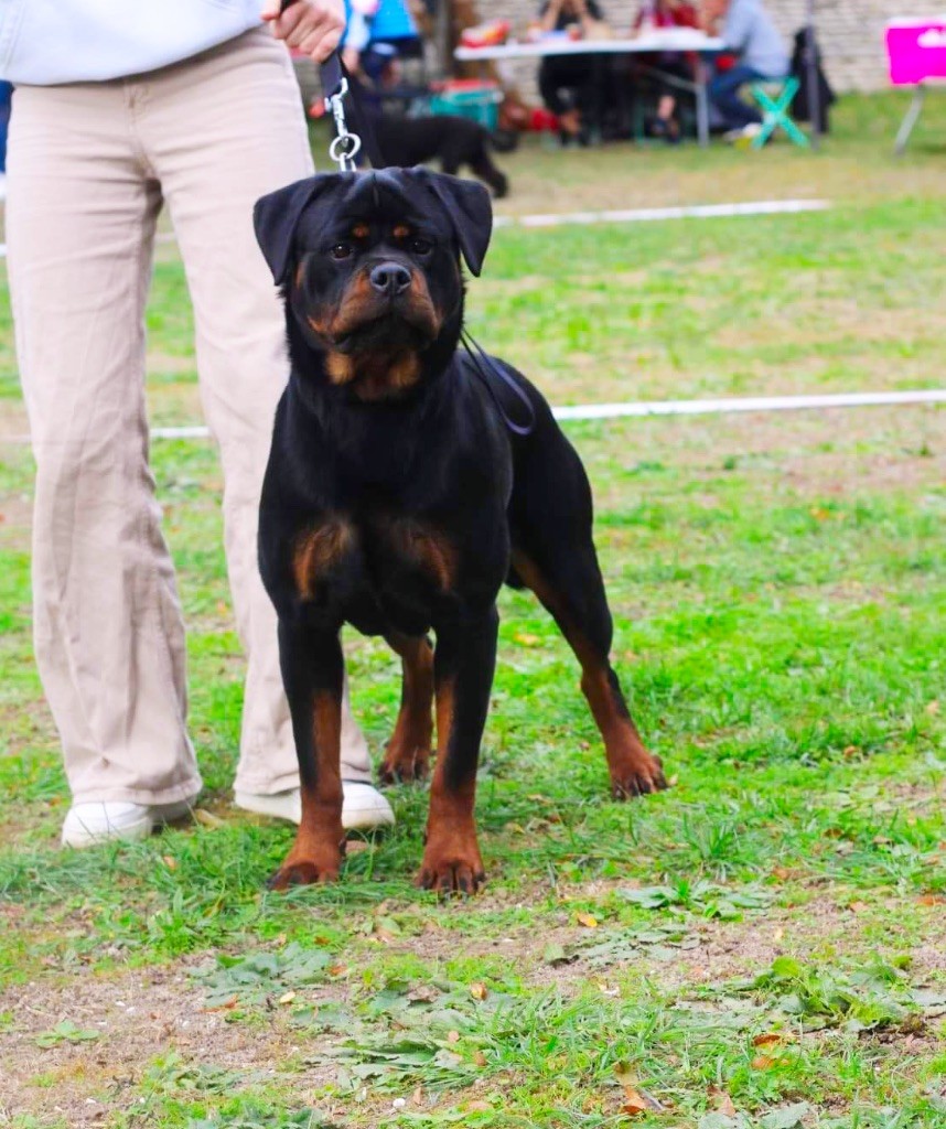 Shelby Des Rotts D'enowill