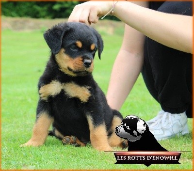 Des Rotts D'enowill - Rottweiler - Portée née le 29/06/2021