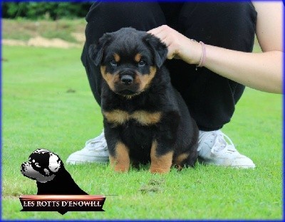 Des Rotts D'enowill - Rottweiler - Portée née le 06/07/2021