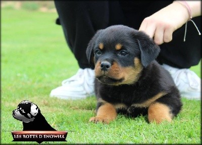 Sweety Honey des rotts d'enowill