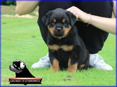 Storm des rotts d'enowill