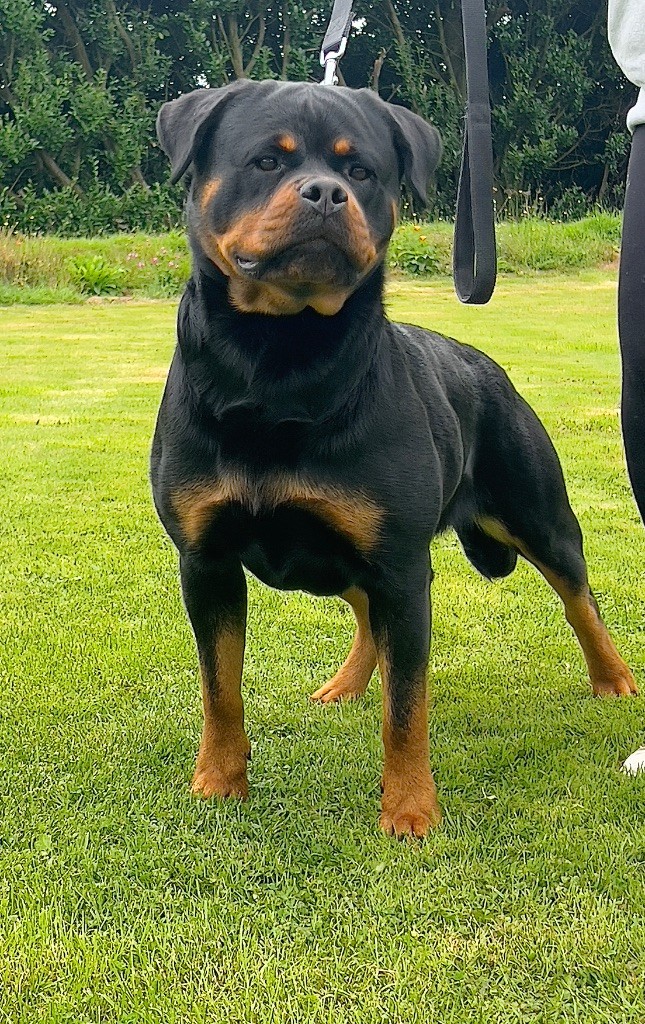 Saphir Des Rotts D'enowill