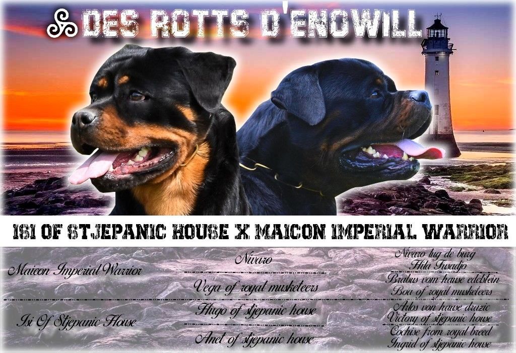 Isi Of Stjepanic house x Maicon imperial warrior 2020