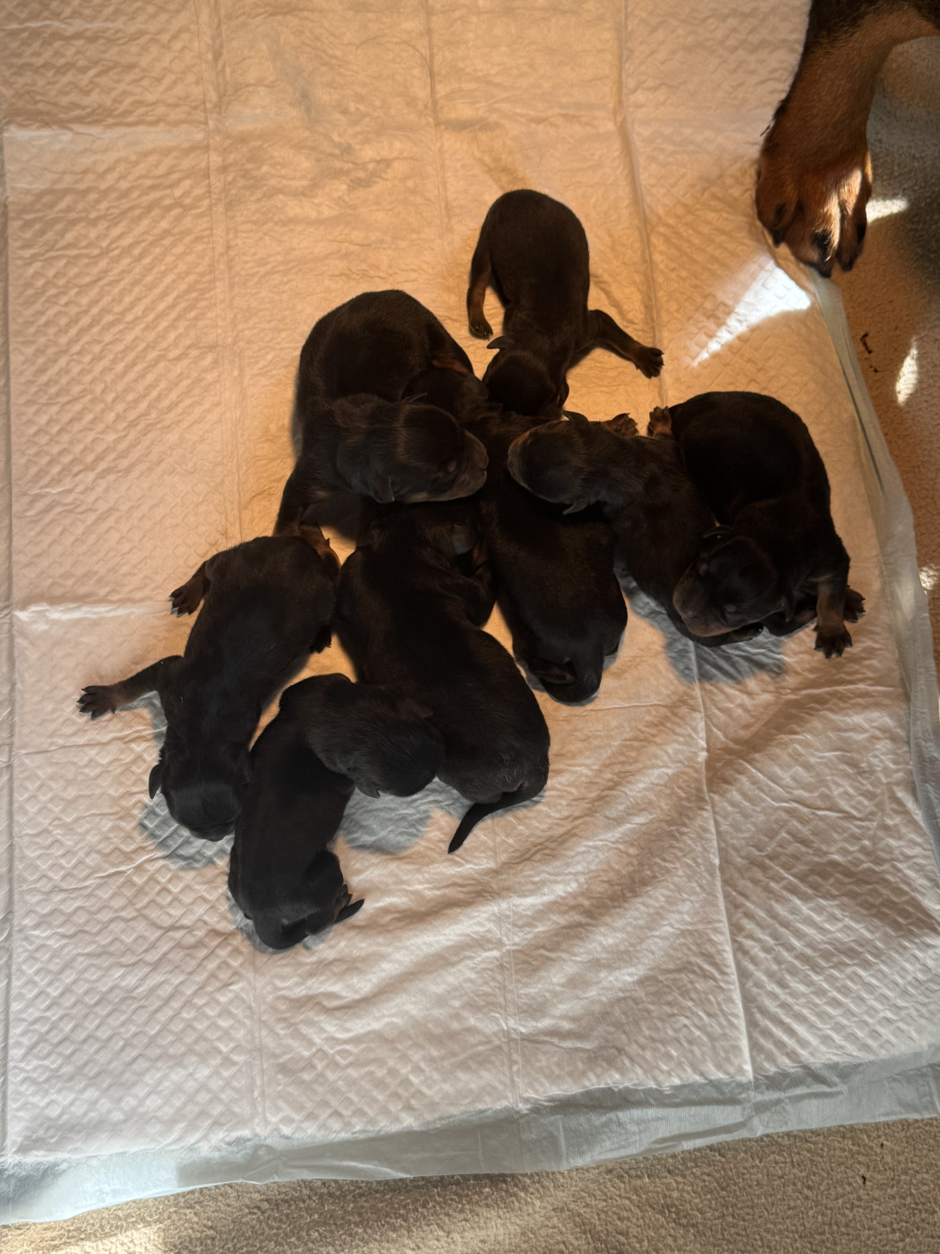 Chiot Rottweiler Des Rotts D'enowill