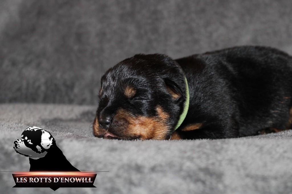 Des Rotts D'enowill - Rottweiler - Portée née le 14/01/2023