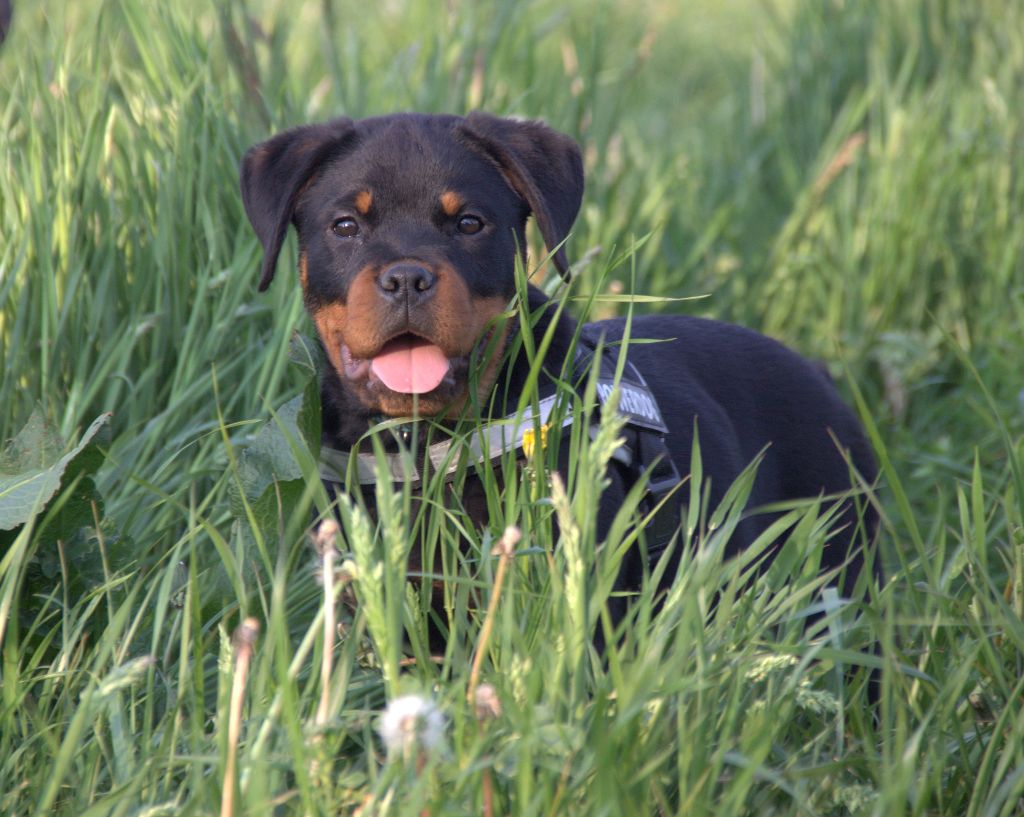 Des Rotts D'enowill - Rottweiler - Portée née le 17/01/2019