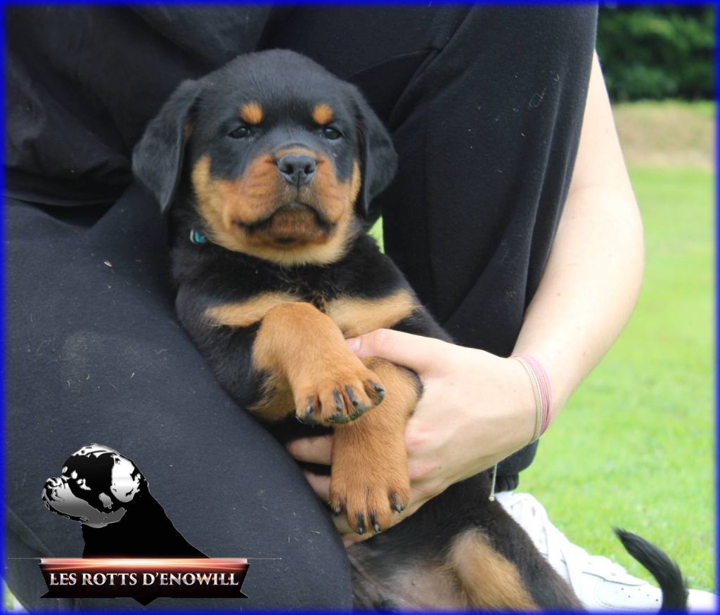 Des Rotts D'enowill - Rottweiler - Portée née le 29/06/2021